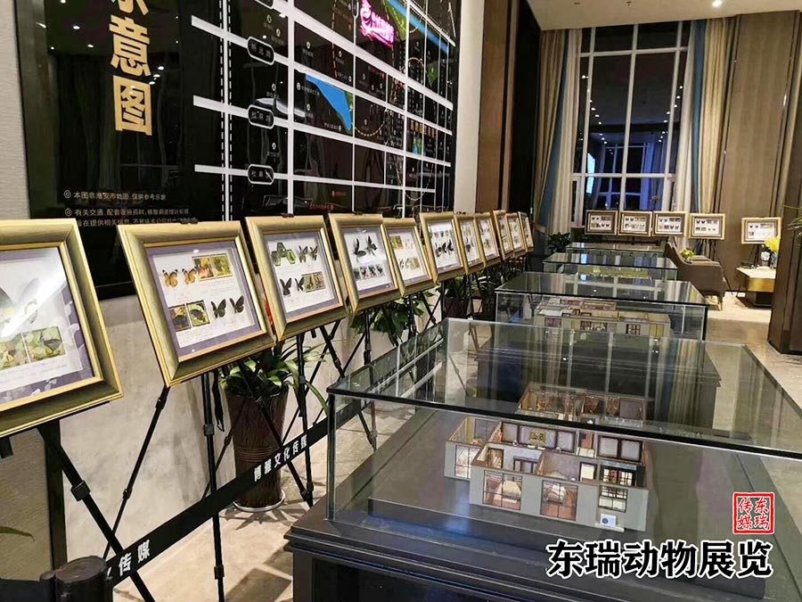 標本展示