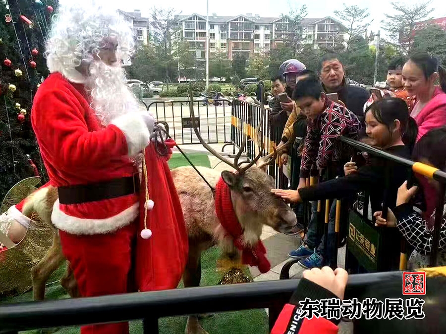 圣誕節(jié)馴鹿