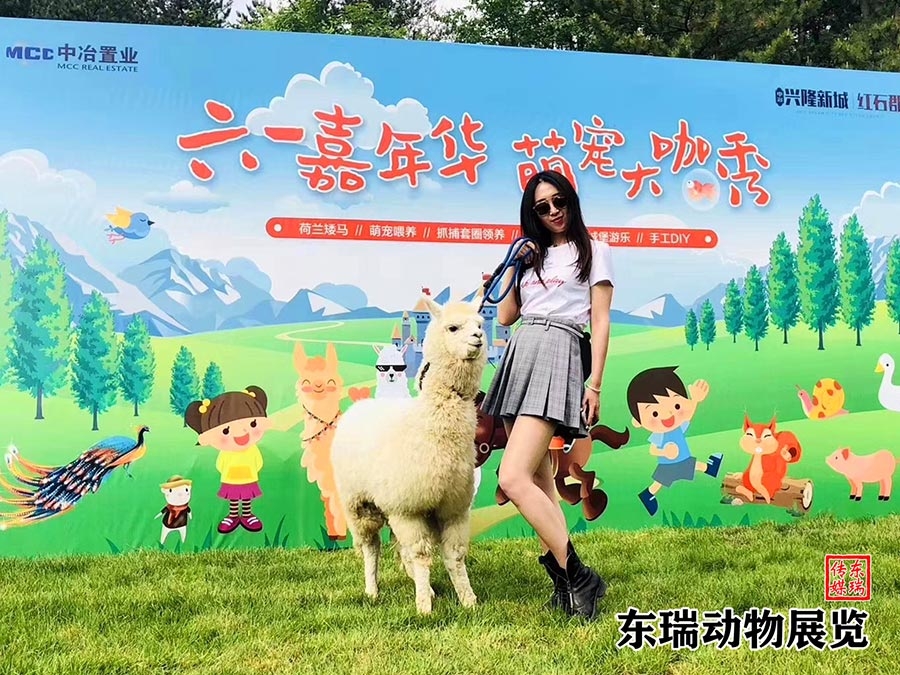 羊駝?wù)故?></a></dt>
<dd><a href=