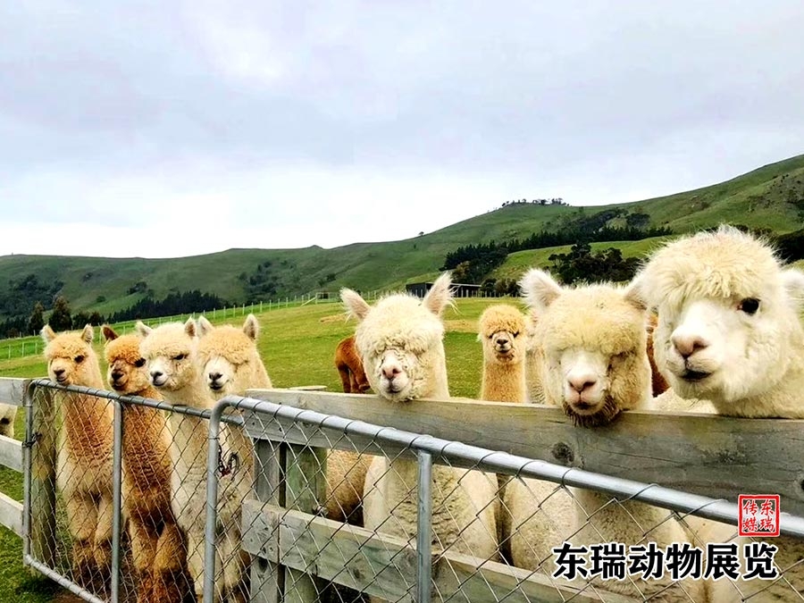 羊駝?wù)故?></a></dt>
<dd><a href=