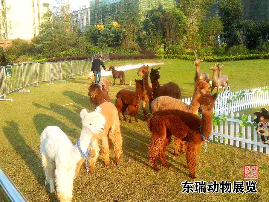 羊駝?wù)故?></a></dt>
<dd><a href=