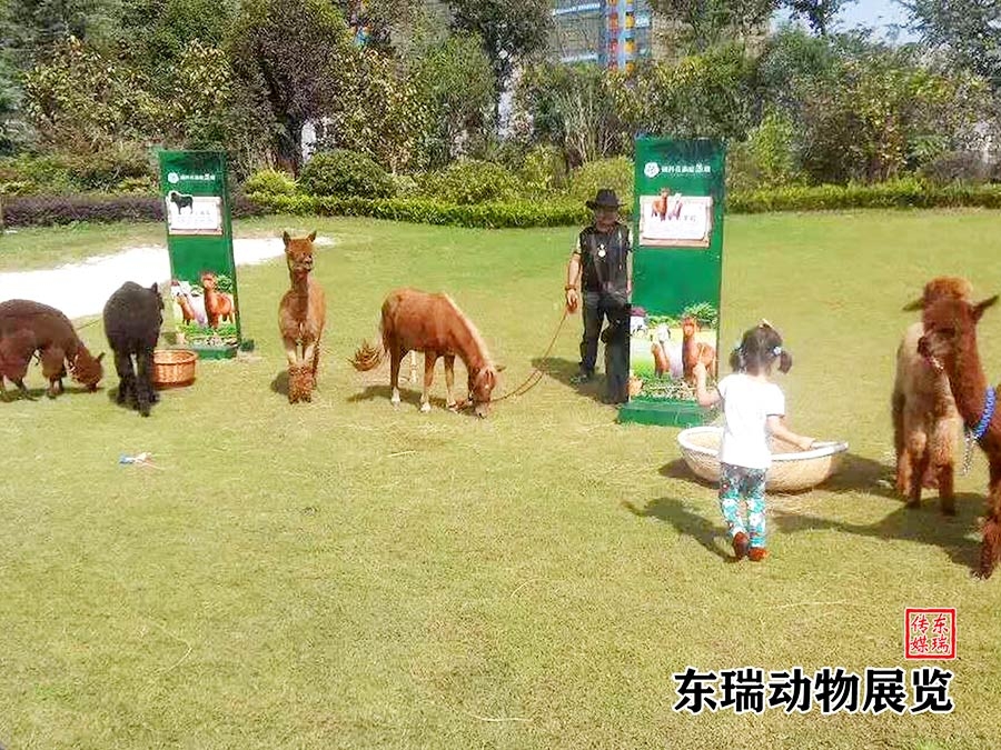 羊駝?wù)故?></a></dt>
<dd><a href=