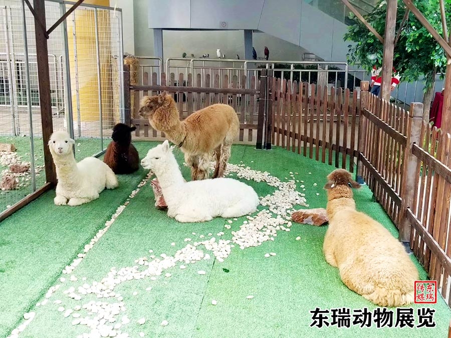 羊駝?wù)故?></a></dt>
<dd><a href=