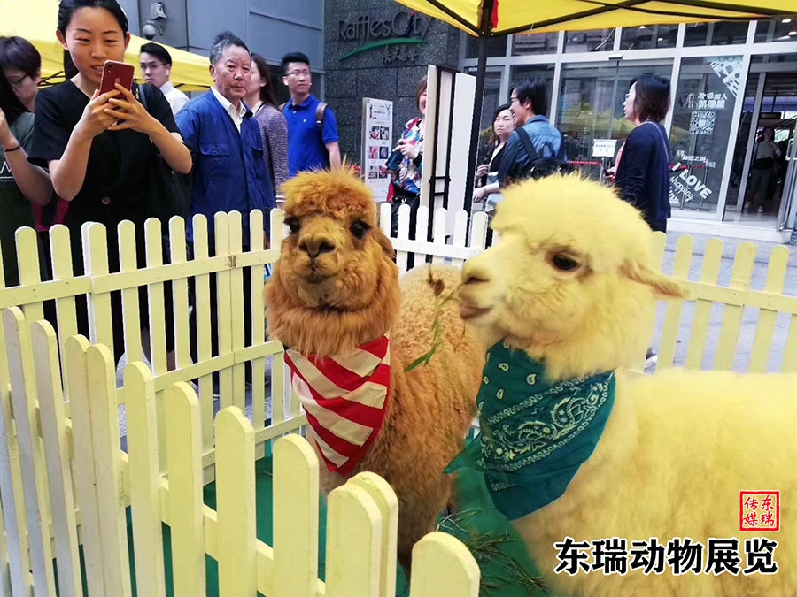 羊駝?wù)故?></a></dt>
<dd><a href=