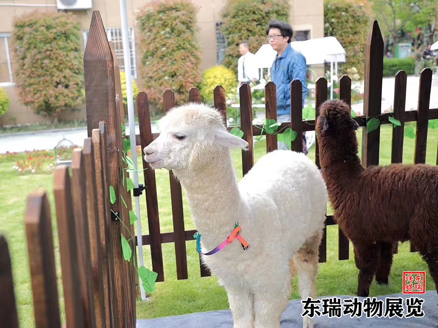 羊駝?wù)故?></a></dt>
<dd><a href=