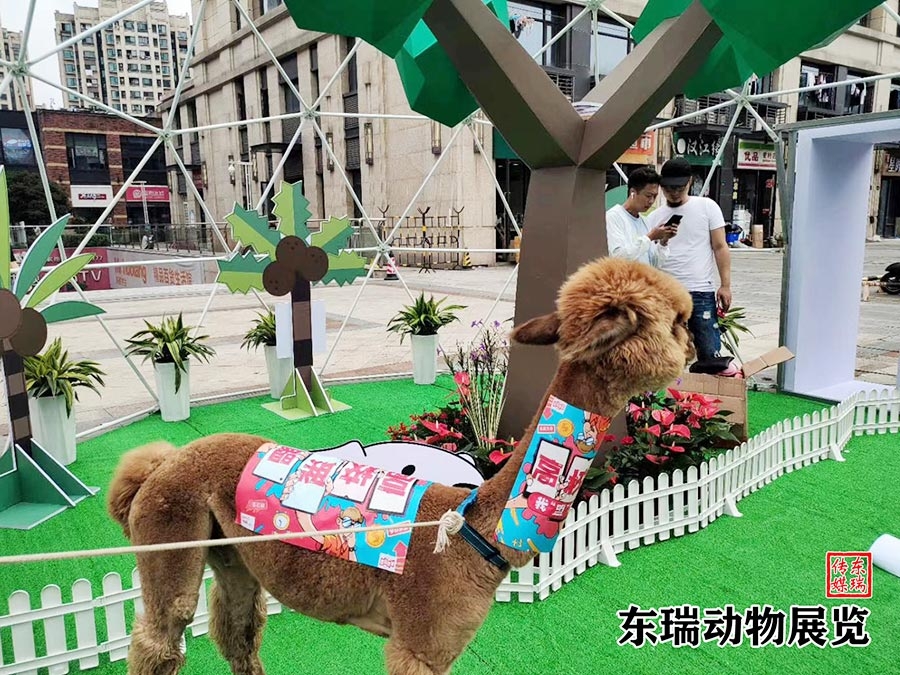 羊駝?wù)故?></a></dt>
<dd><a href=