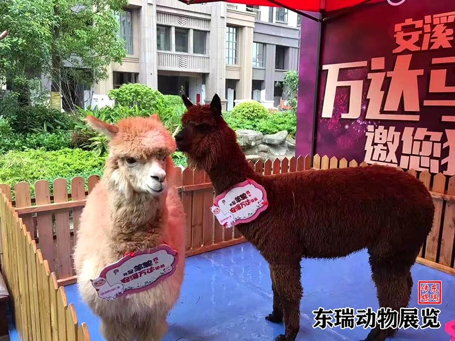 羊駝?wù)故?></li>
<ol><dl></dl><dt><img src=